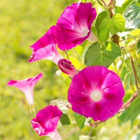 kletternd Blumensamen zur Aussaat Schnitt Blume beliebt Traditionssorte & ohne Gentechnik Samen Hausgarten