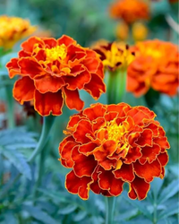 Meroon Tagetes Patula Blumensamen zur Aussaat – leuchtend einjährig Marigolds für Ihren Garten