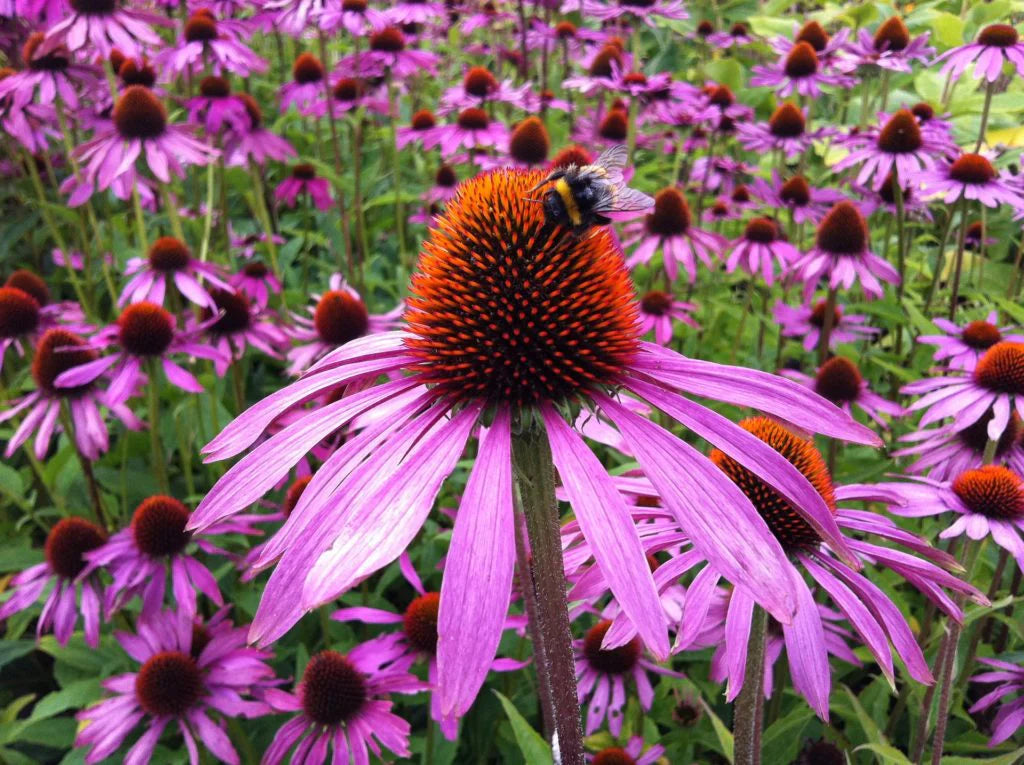 Rosa ConeFlower Samen zur Aussaat – Anzucht – Traditionssorte & ohne Gentechnik Samen Hausgarten