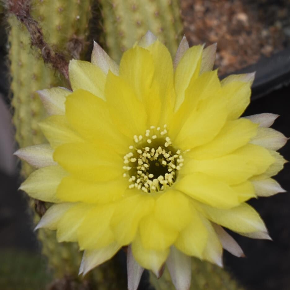 Gelb Marquezii Blumensamen zur Aussaat – robust Sorte – Traditionssorte & ohne Gentechnik Samen Hausgarten