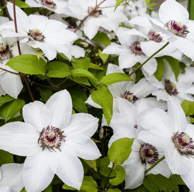 Braun Weiß Waldrebe Blumensamen zur Aussaat Wildblume Mischung Traditionssorte & ohne Gentechnik Samen Hausgarten