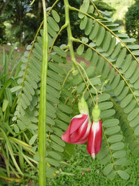 Sesbania Grandiflora Blumensamen zur Aussaat duftend Blüten Traditionssorte & ohne Gentechnik Samen Hausgarten
