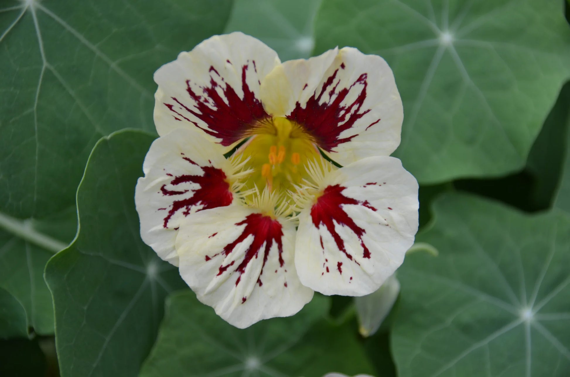 Creme Rosa Kapuzinerkresse Blumensamen zur Aussaat – leuchtend – Traditionssorte & ohne Gentechnik Samen Hausgarten