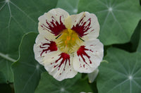 Creme Rosa Kapuzinerkresse Blumensamen zur Aussaat – leuchtend – Traditionssorte & ohne Gentechnik Samen Hausgarten