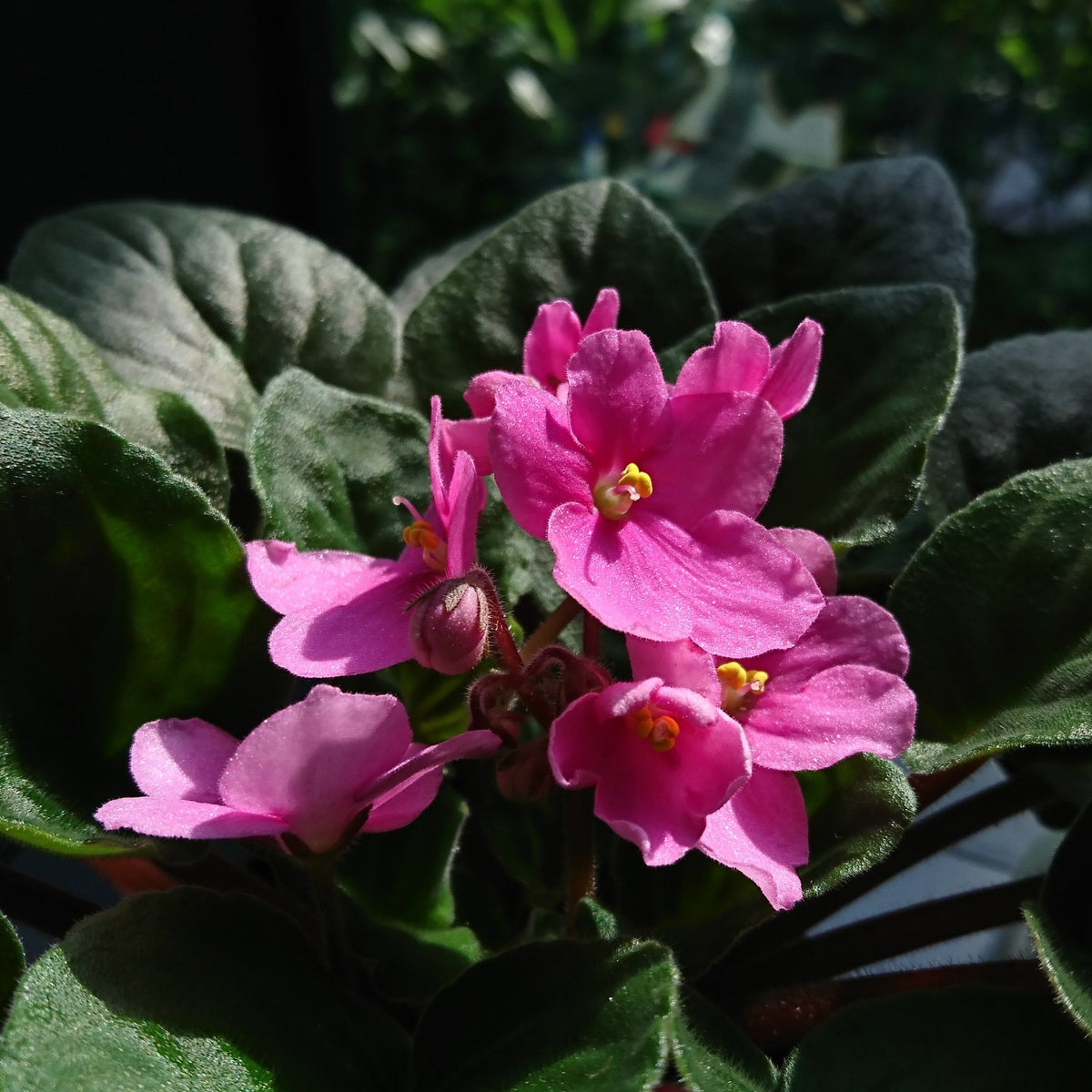 Baby rosa saintpaulia blume samen for anpflanzung - compact growth, heirloom & gmo free samen for home garten
 
 sale samen for home garten