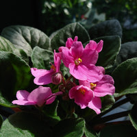 Baby rosa saintpaulia blume samen for anpflanzung - compact growth, heirloom & gmo free samen for home garten
 
 sale samen for home garten