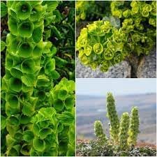 Bells blume samen for anpflanzung - compact growth, heirloom & gmo free samen for home garten
 
 sale samen for home garten