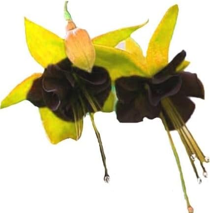 dunkel Grün Fuchsie Blumensamen einfache Aussaat