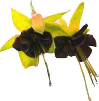 dunkel Grün Fuchsie Blumensamen einfache Aussaat