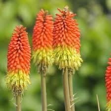 Fresh caulescens blume samen for anpflanzung - wildflower mix, heirloom & gmo free samen for home garten
 
 sale samen for anpflanzung in home garten