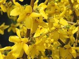 Forsythia blume samen for anpflanzung - wildflower mix, heirloom & gmo free samen for home garten
 
 sale samen for home garten