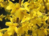 Forsythia blume samen for anpflanzung - wildflower mix, heirloom & gmo free samen for home garten
 
 sale samen for home garten