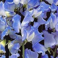 Sweet pea blume samen for anpflanzung hardy variety heirloom & gmo free samen for home garten 
 
 sale for anpflanzung in home garten