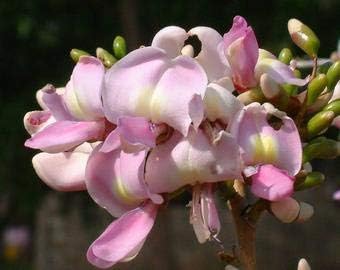 Fresh gliricidia maculata madre de cacao blume samen for anpflanzung - pollinator friendly, heirloom & gmo free samen for home garten
 
 sale samen for home garten