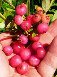 Coralberry (coralberry shrub) samen for anpflanzung in home garten