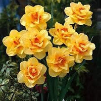 Gelb rot daffodil samen, heirloom non-gmo pollinator-friendly blumen for garten anpflanzung
 
 sale samen for home garten