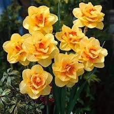 Gelb rot daffodil samen, heirloom non-gmo pollinator-friendly blumen for garten anpflanzung
 
 sale samen for home garten