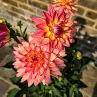 Dahlie Blumen Mini Bonsai Samen HausGarden