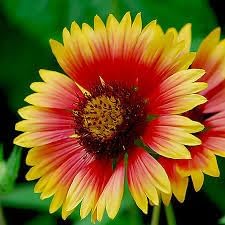 Heirloom blanket blume samen for anpflanzung premium quality heirloom & gmo free samen for home garten 
 
 sale for anpflanzung in home garten
