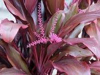 Cordyline blume samen for anpflanzung - easy to grow, heirloom & gmo free samen for home garten
 
 sale samen for anpflanzung in home garten