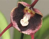Rot monkey face blume samen for anpflanzung - premium quality, heirloom & gmo free samen for home garten
 
 sale for anpflanzung in home garten.