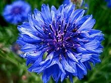 Cornflower samen for anpflanzung - fragrant blossoms, heirloom & gmo free samen for home garten
 
 sale for anpflanzung in home garten