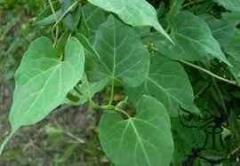 Fallopia multiflora blume samen for anpflanzung - low maintenance, heirloom & gmo free samen for home garten
 
 sale for anpflanzung in home garten
