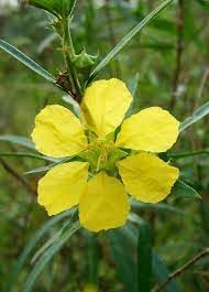 Sinicuichi blume samen for anpflanzung - hardy variety, heirloom & gmo free samen for home garten
 
 sale for anpflanzung in home garten.