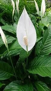Spathiphyllum blume samen for anpflanzung cottage garten essential heirloom & gmo free samen for home garten 
 
 sale for anpflanzung in home garten