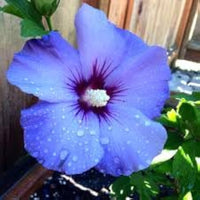 Blau Hibiskus Blumensamen zur Aussaat leuchtend Blüten Traditionssorte & ohne Gentechnik Samen Hausgarten
