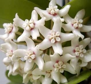 Hoya weiß blume samen for anpflanzung - wildflower mix, heirloom & gmo free samen for home garten
 
 sale for anpflanzung in home garten.