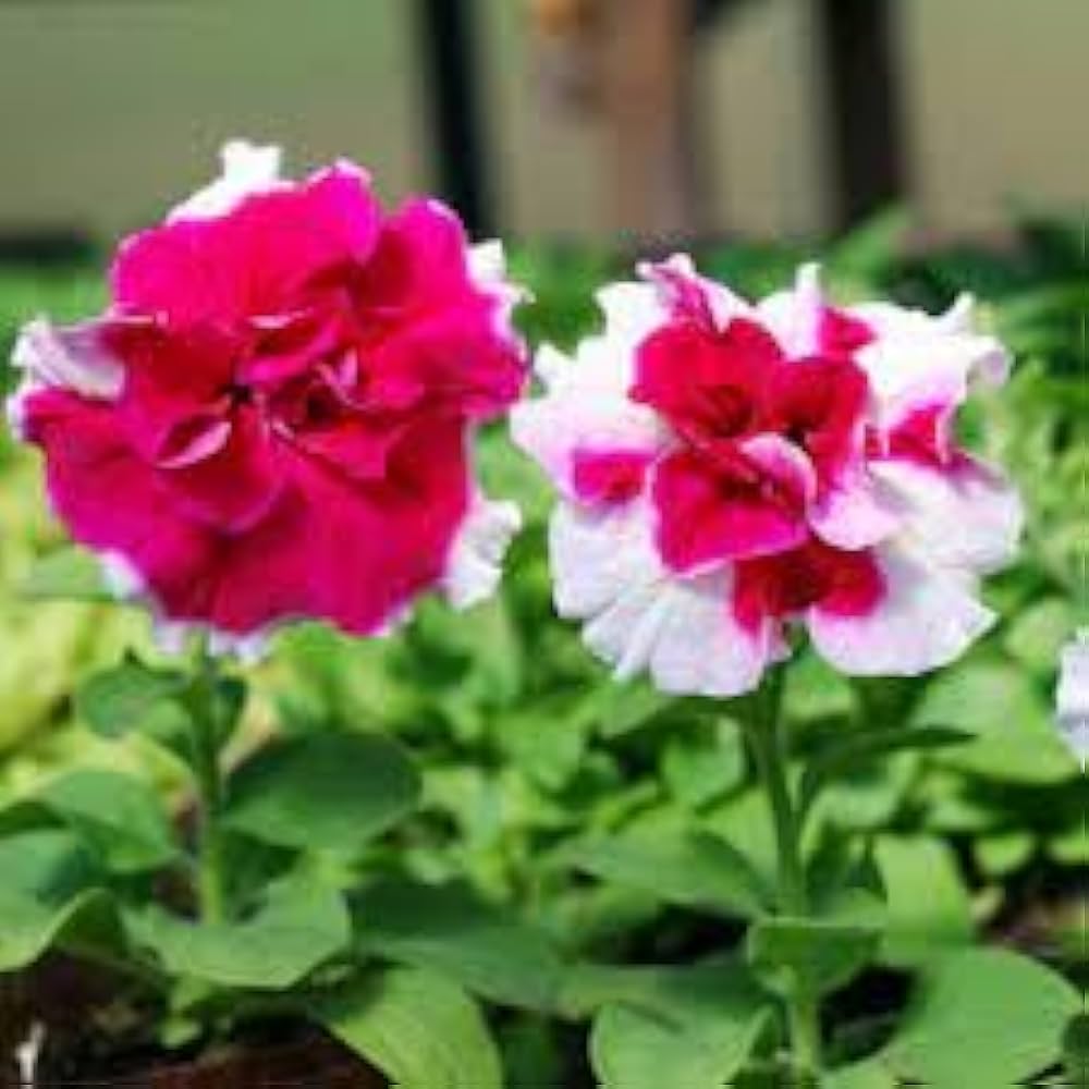 Tritunia Rose Star Samen Rose-Colored Petunias