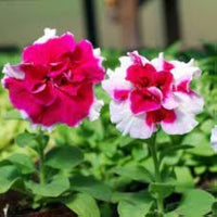 Tritunia Rose Star Samen Rose-Colored Petunias