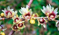 Chimonanthus praecox blume samen for anpflanzung pollinator friendly heirloom & gmo free samen for home garten 
 
 sale for anpflanzung in home garten