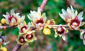 Chimonanthus praecox blume samen for anpflanzung pollinator friendly heirloom & gmo free samen for home garten 
 
 sale for anpflanzung in home garten