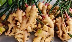Ginger samen: essential aussaat guide