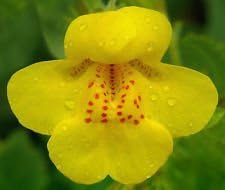 Gelb mimulus blume samen for anpflanzung - low maintenance, heirloom & gmo free samen for home garten
 
 sale samen for anpflanzung in home garten