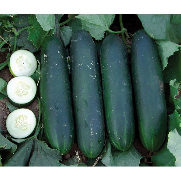 Dunkel Green Cucumber Samen zum Pflanzen - Premium Gemüsesamen