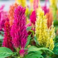 Celosia Amigo Mischung Samen farbenfroh Gartenblumen
