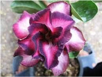 Adenium blume samen for anpflanzung, heirloom non-gmo, high germination organic garten samen
 
 sale samen for home garten