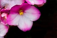 Rosa weiß african violet or saintpaulia ionantha. blume samen for anpflanzung - cottage garten essential, heirloom & gmo free samen for home garten
 
 sale samen for anpflanzung in home garten