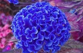 Blau cockscomb blume samen for anpflanzung - drought tolerant, heirloom & gmo free samen for home garten
 
 sale samen for home garten