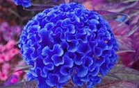 Blau cockscomb blume samen for anpflanzung - drought tolerant, heirloom & gmo free samen for home garten
 
 sale samen for home garten