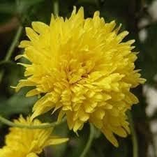 Gelb chrysanthemum blume samen for anpflanzung drought tolerant heirloom & gmo free samen for home garten 
 
 sale samen for home garten anpflanzung