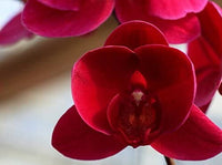Rot Schmetterlingsorchidee Orchidee Blumensamen zur Aussaat – Traditionssorte ohne Gentechnik biologisch Garten Samen Keimung