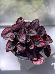Fresh coleus blume samen for anpflanzung - perfect for borders, heirloom & gmo free samen for home garten
 
 sale samen for anpflanzung in home garten