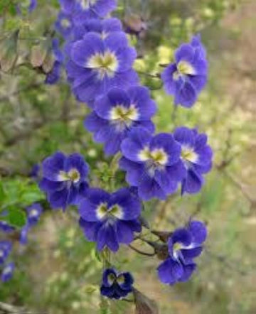Blau Kapuzinerkresse Blumensamen Garten pflegeleicht Traditionssorte & ohne Gentechnik Samen Hausgarten