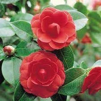 Camellia japonica blume samen for anpflanzung - wildflower mix, heirloom & gmo free samen for home garten
 
 sale for anpflanzung in home garten.