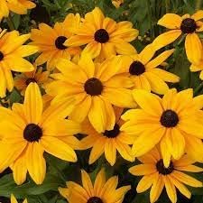 Susan (susan blume) samen for anpflanzung in home garten
