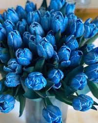 Tulip blau blume samen for anpflanzung - hardy variety, heirloom & gmo free samen for home garten
 
 sale samen for home garten